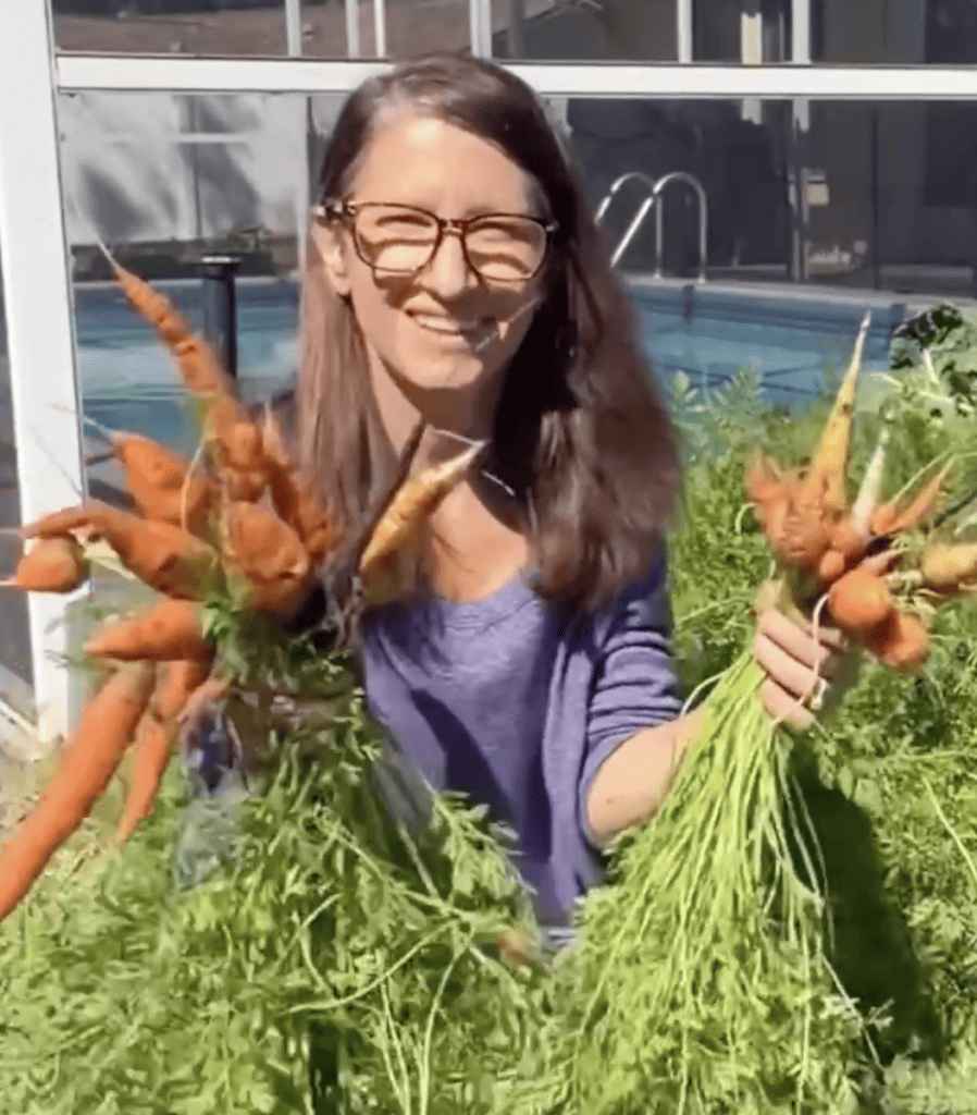 harvesting carrots